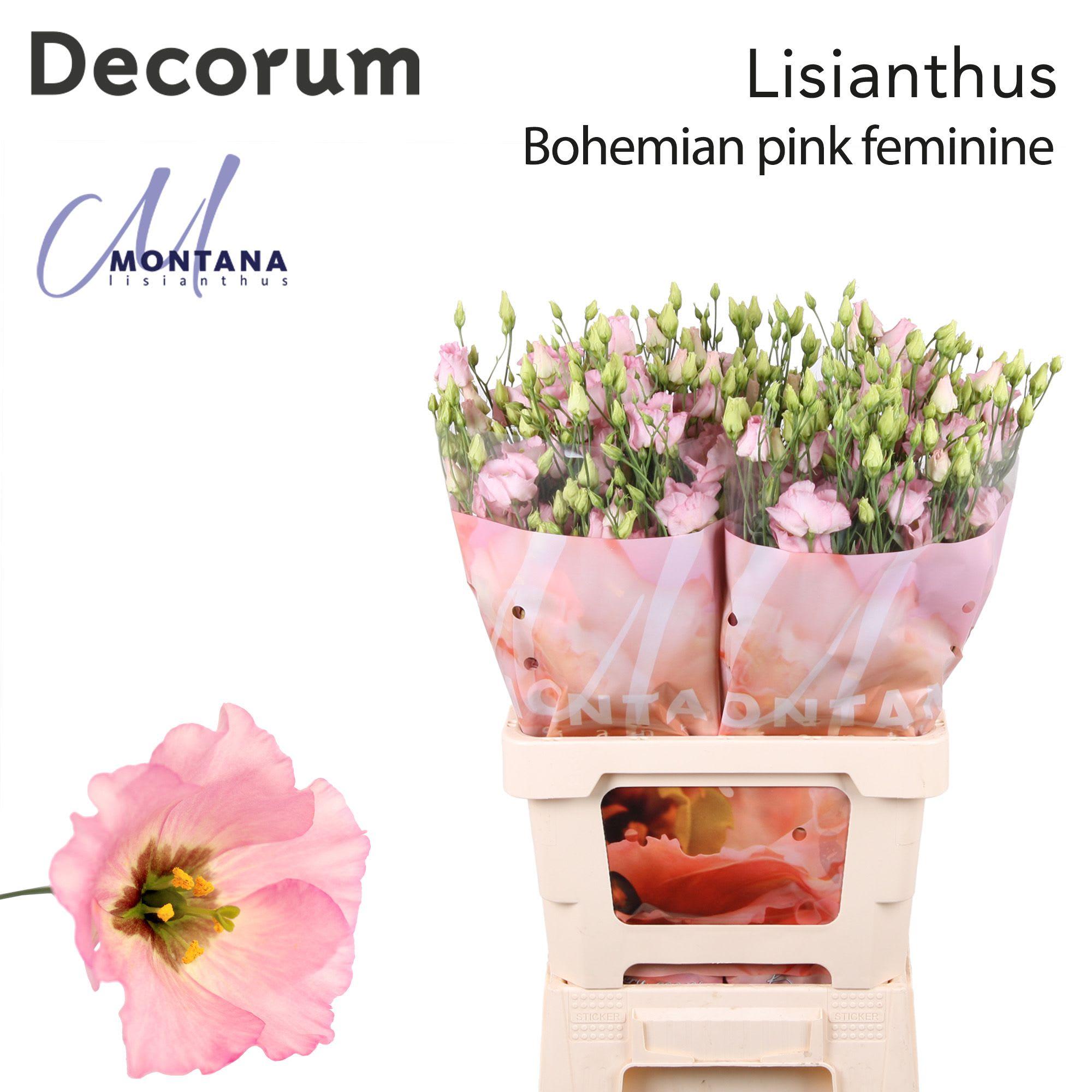Срезанные цветы оптом Lisianthus si bohemian pink от 20шт из Голландии с доставкой по России