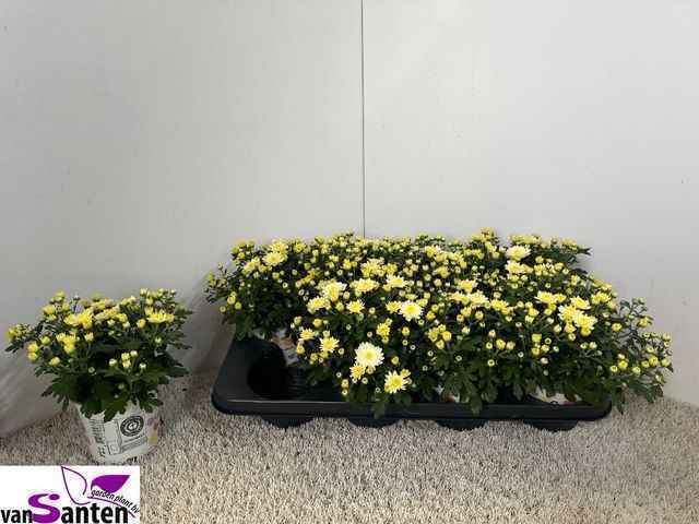 Горшечные цветы и растения оптом Chry Gard White от 8шт из Голландии с доставкой по России