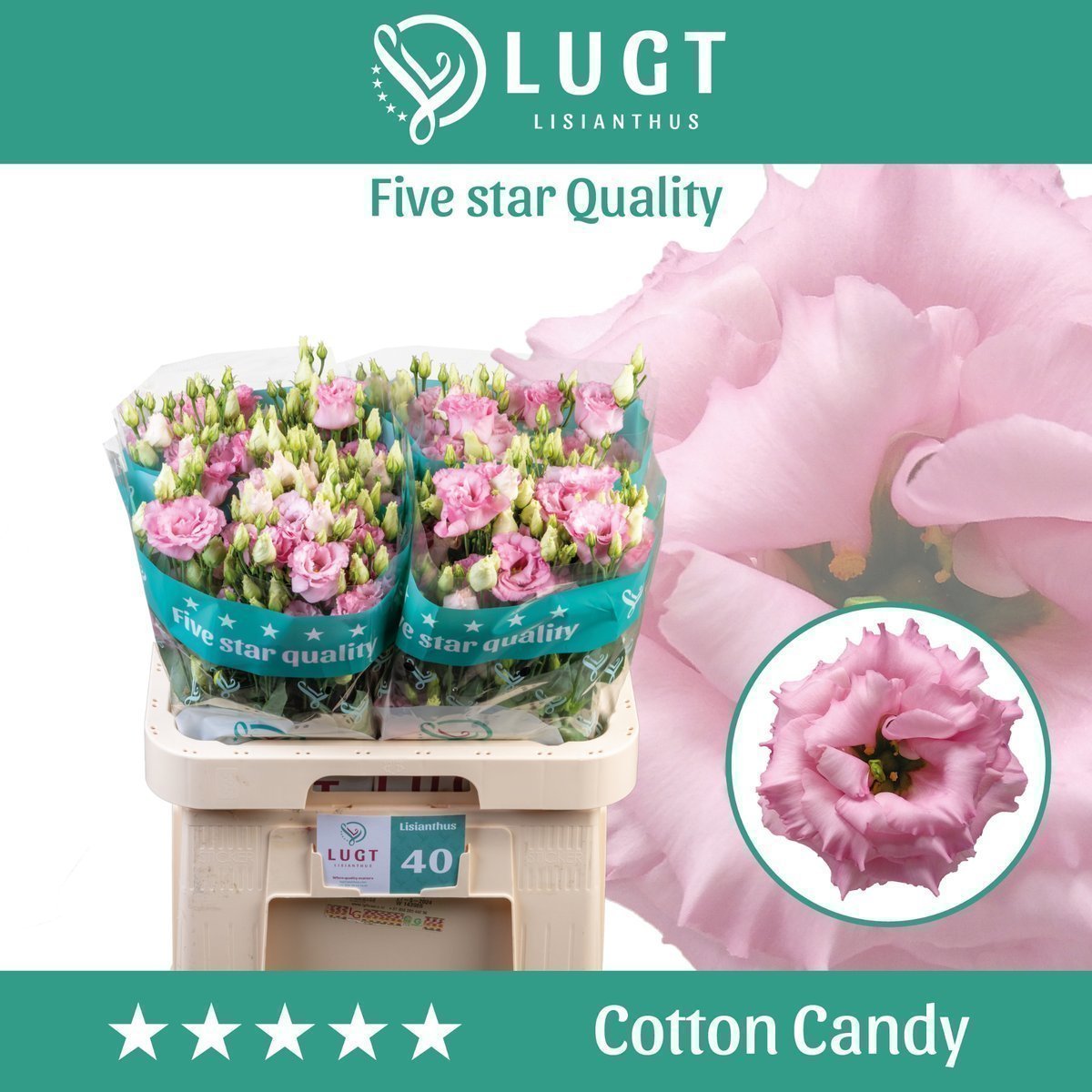 Срезанные цветы оптом Lisianthus do cotton candy от 40шт из Голландии с доставкой по России