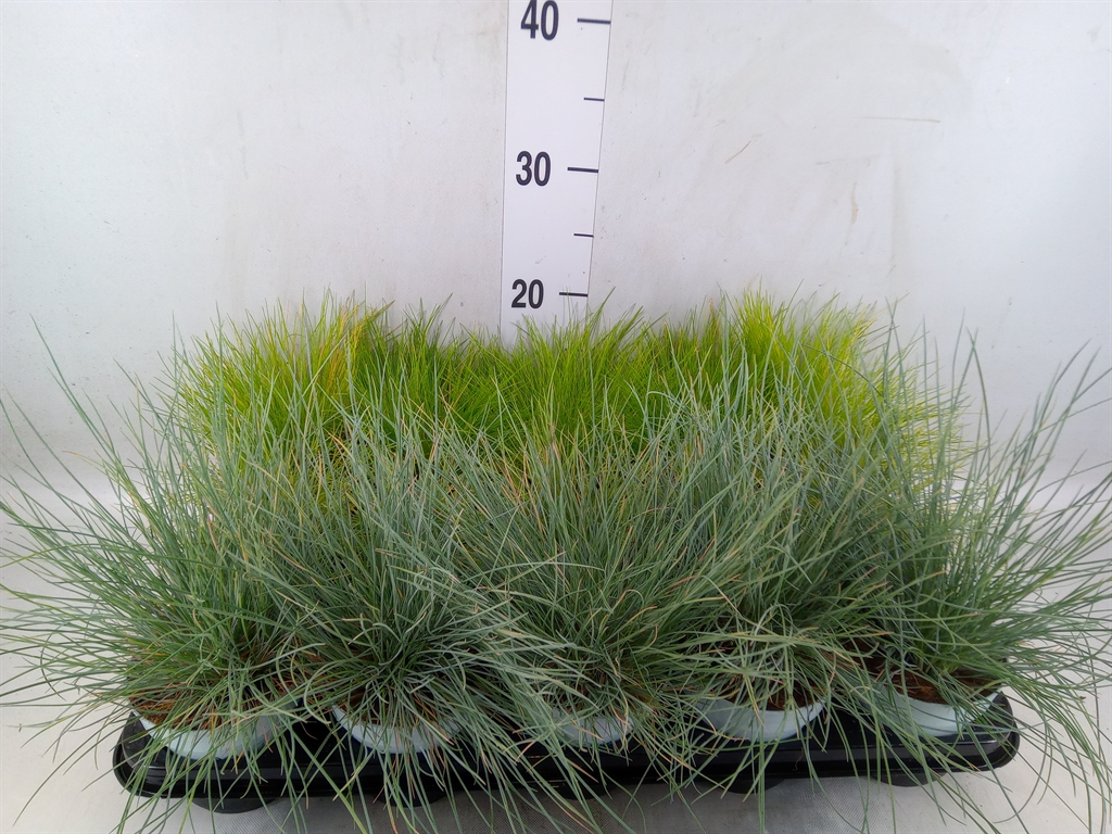 Горшечные цветы и растения оптом Siergras   ...mix 3 /tray   [grass] от 15шт из Голландии с доставкой по России