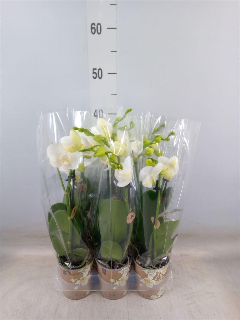 Горшечные цветы и растения оптом Phalaenopsis Multi.   ...white от 6шт (для телеги) из Голландии с доставкой по России