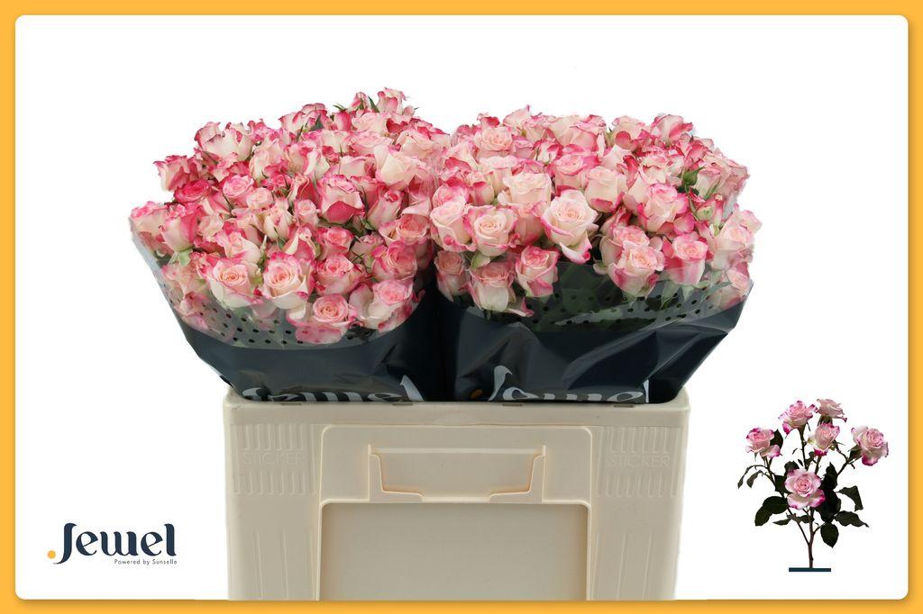 Срезанные цветы оптом Rosa spray reflex от 60шт из Голландии с доставкой по России