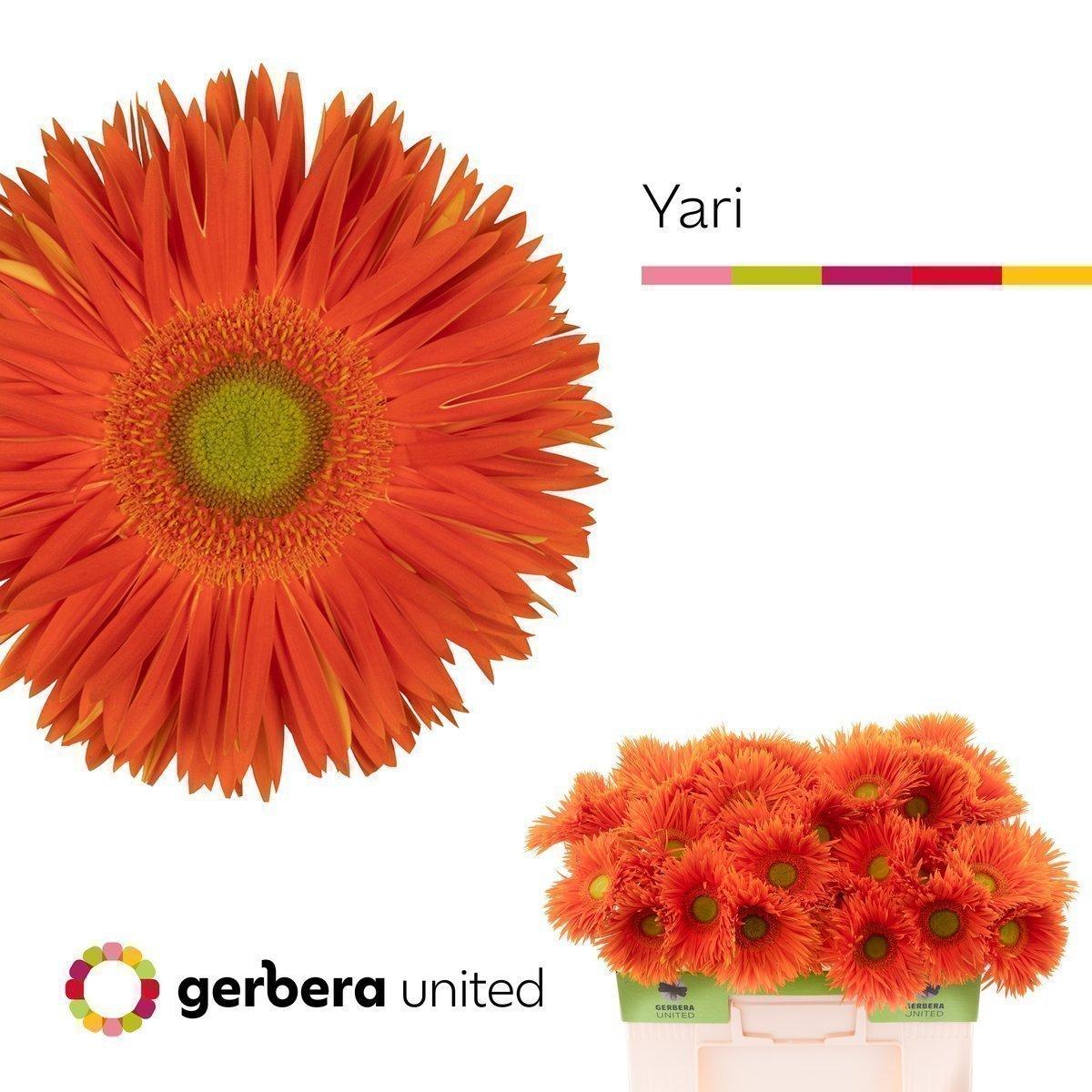 Срезанные цветы оптом Gerbera yari+ от 40шт. из Голландии с доставкой по России