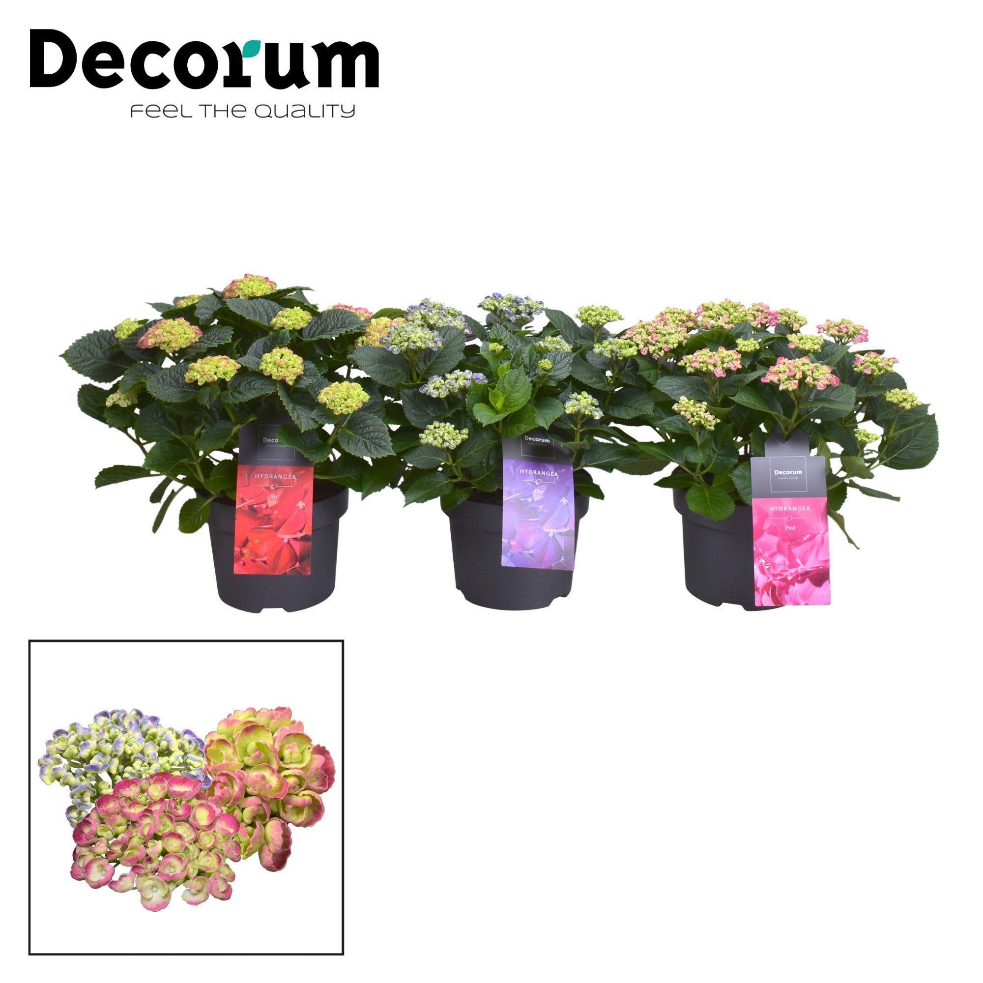 Горшечные цветы и растения оптом Hydrangea Ma Curly Wurly Mix (decorum) от 1шт из Голландии с доставкой по России