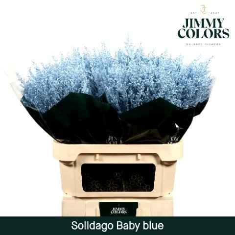 Срезанные цветы оптом Solidago paint blue light от 100шт из Голландии с доставкой по России