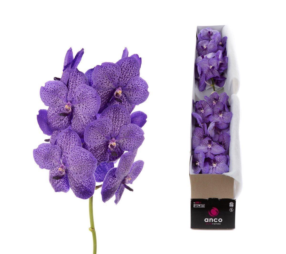 Срезанные цветы оптом Vanda sunanda lavender sprinkles per stem A от 8шт из Голландии с доставкой по России