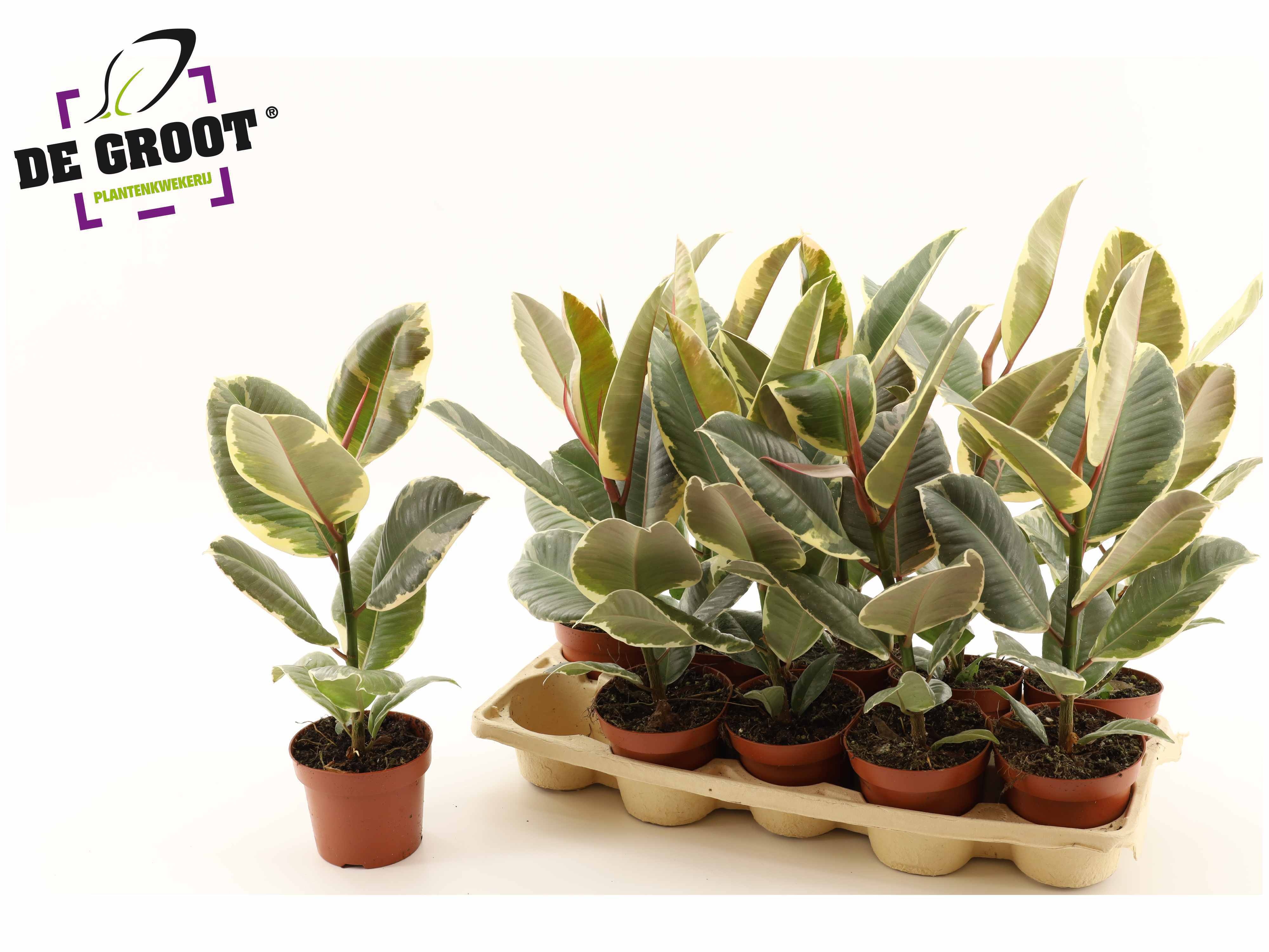 Горшечные цветы и растения оптом Fic El Tineke от 10шт из Голландии с доставкой по России