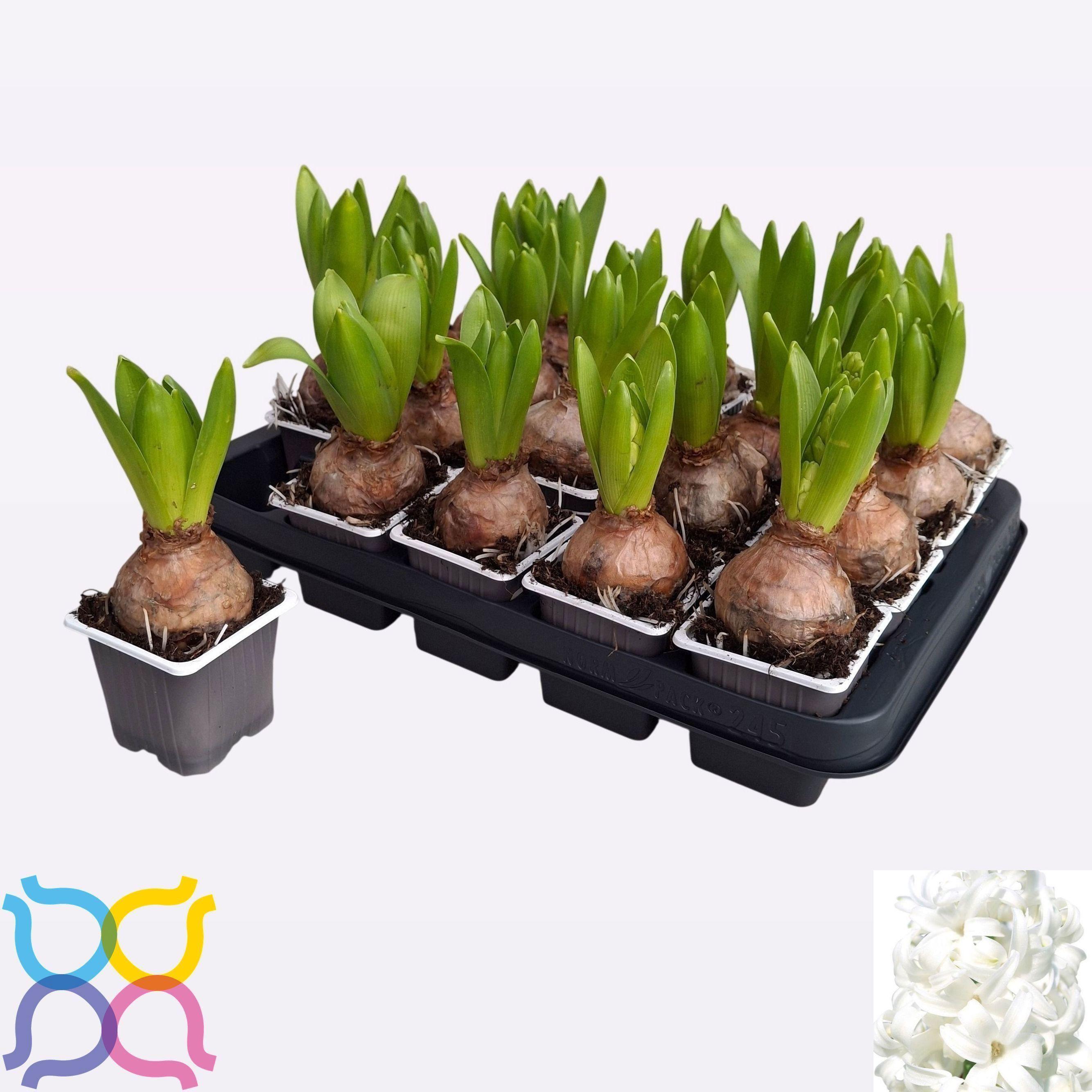 Горшечные цветы и растения оптом Hyacin White Pearl от 20шт (для телеги) из Голландии с доставкой по России