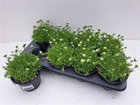 Горшечные цветы и растения оптом Saxif White от 8шт из Голландии с доставкой по России