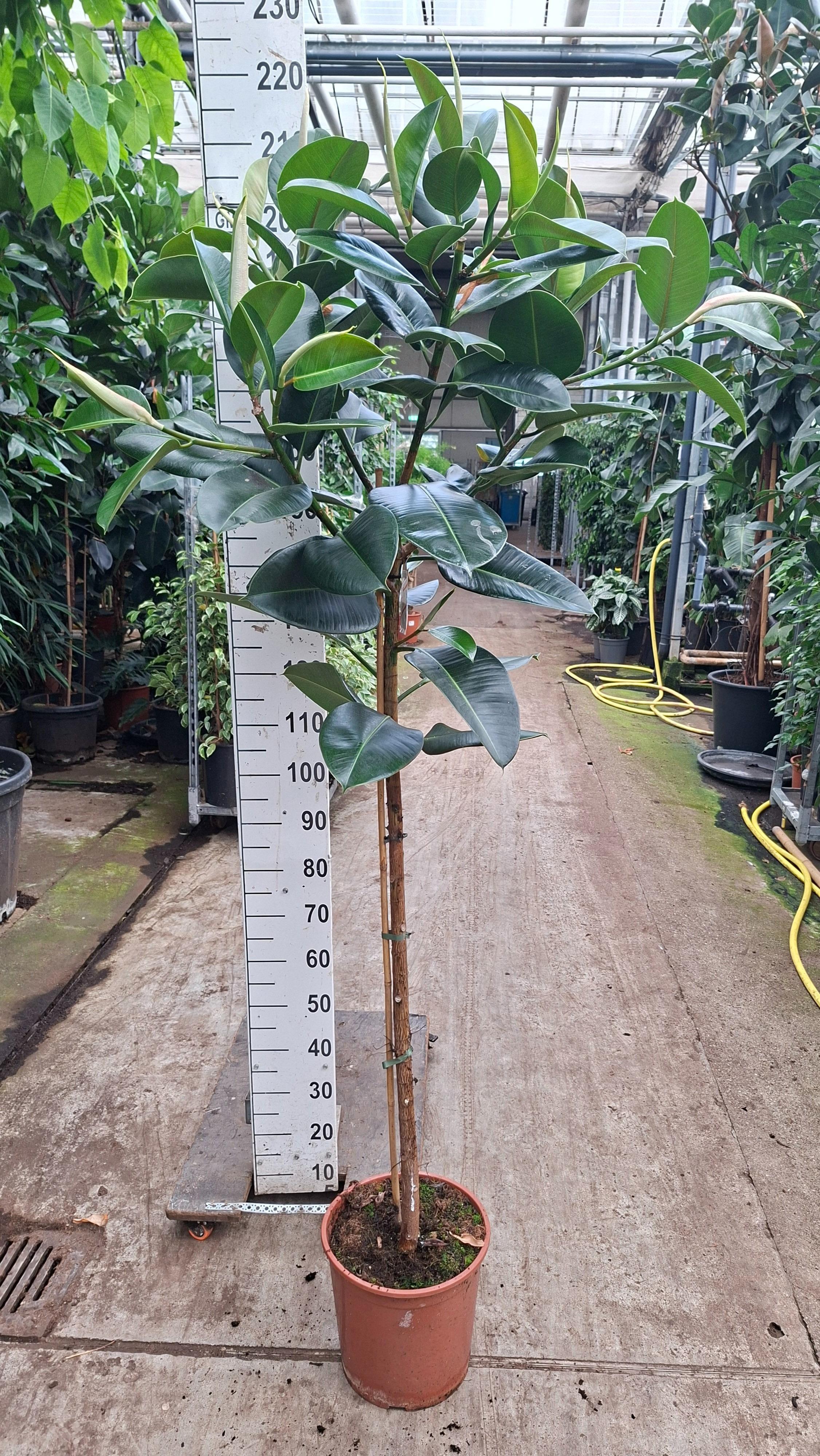 Горшечные цветы и растения оптом Ficus El Robusta On Stem A от 1шт из Голландии с доставкой по России