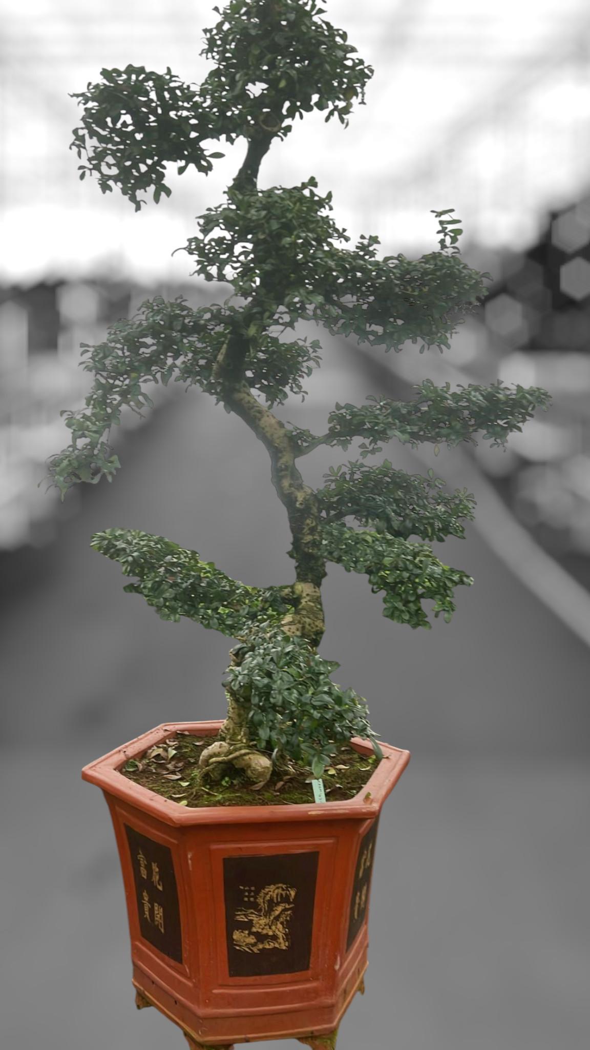 Горшечные цветы и растения оптом Carmona Macrophylla A от 1шт из Голландии с доставкой по России