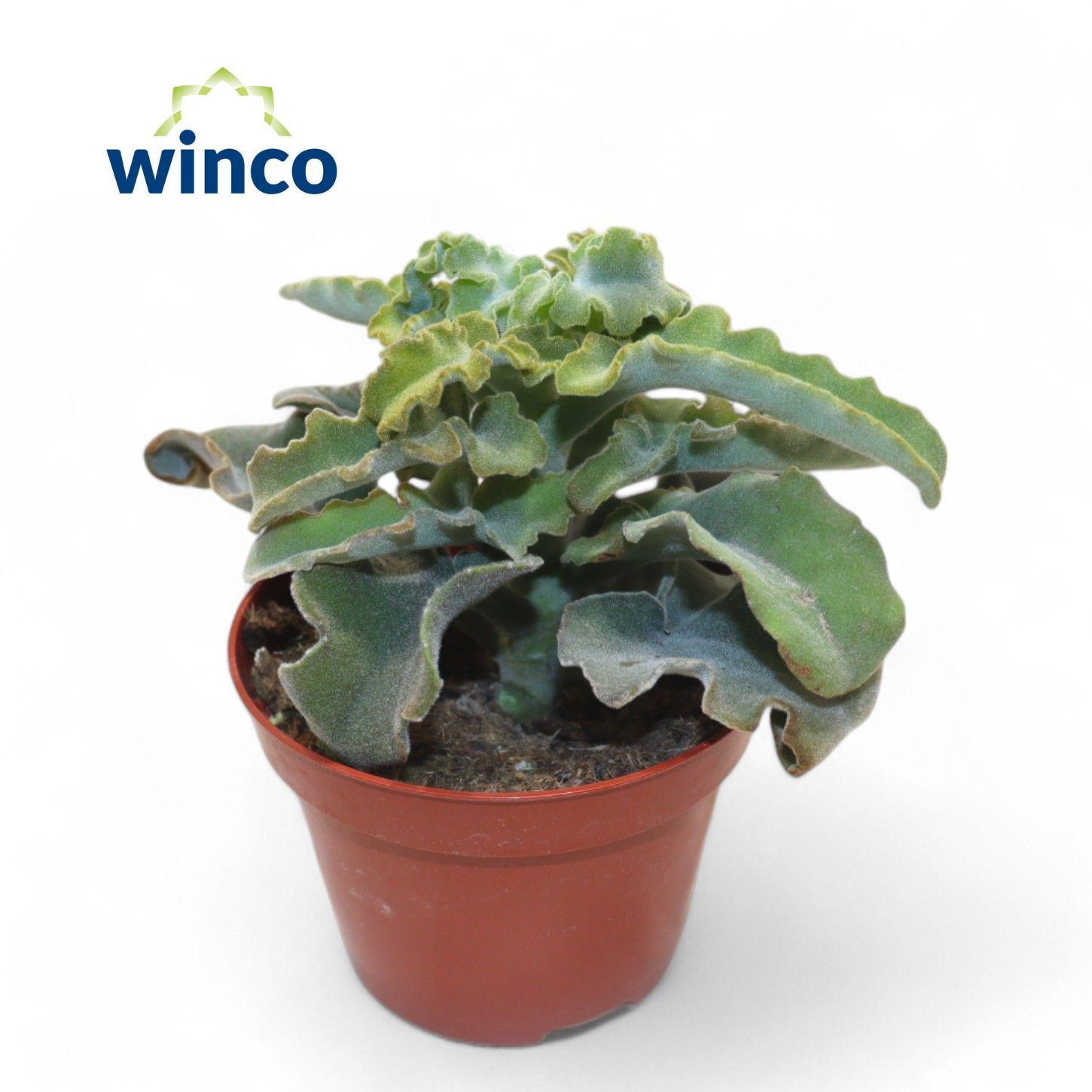 Горшечные цветы и растения оптом Kalanchoe Maltese Cross от 12шт из Голландии с доставкой по России