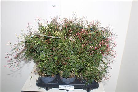 Горшечные цветы и растения оптом Jasm Polyanthum Gem In Pot Wit/rose 300+ от 6шт из Голландии с доставкой по России