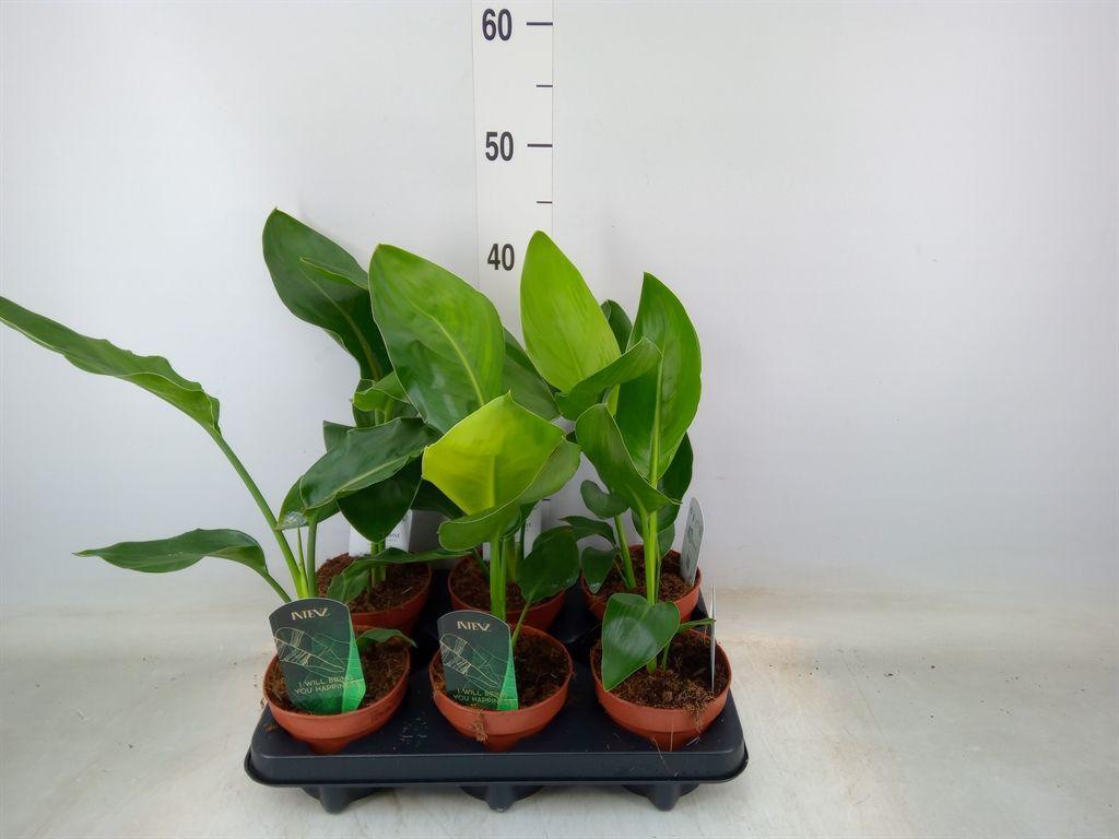 Горшечные цветы и растения оптом Strelitzia Reg.   ...no Flowers от 6шт из Голландии с доставкой по России