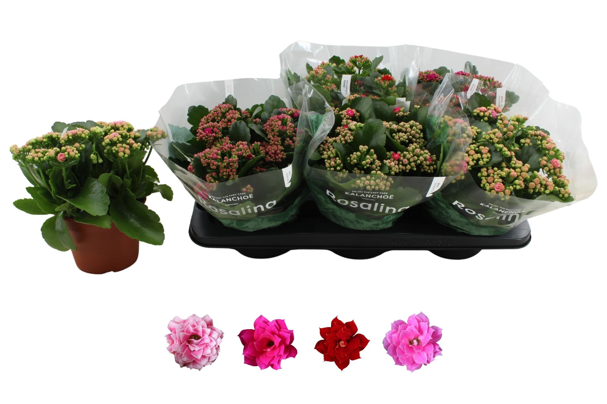 Горшечные цветы и растения оптом Kal Ge Ro Gem 4 Kl от 6шт из Голландии с доставкой по России