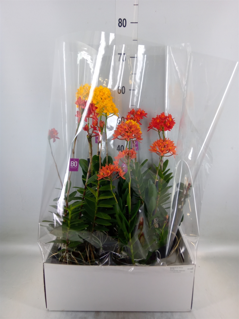 Горшечные цветы и растения оптом Epidendrum   ... от 4шт из Голландии с доставкой по России