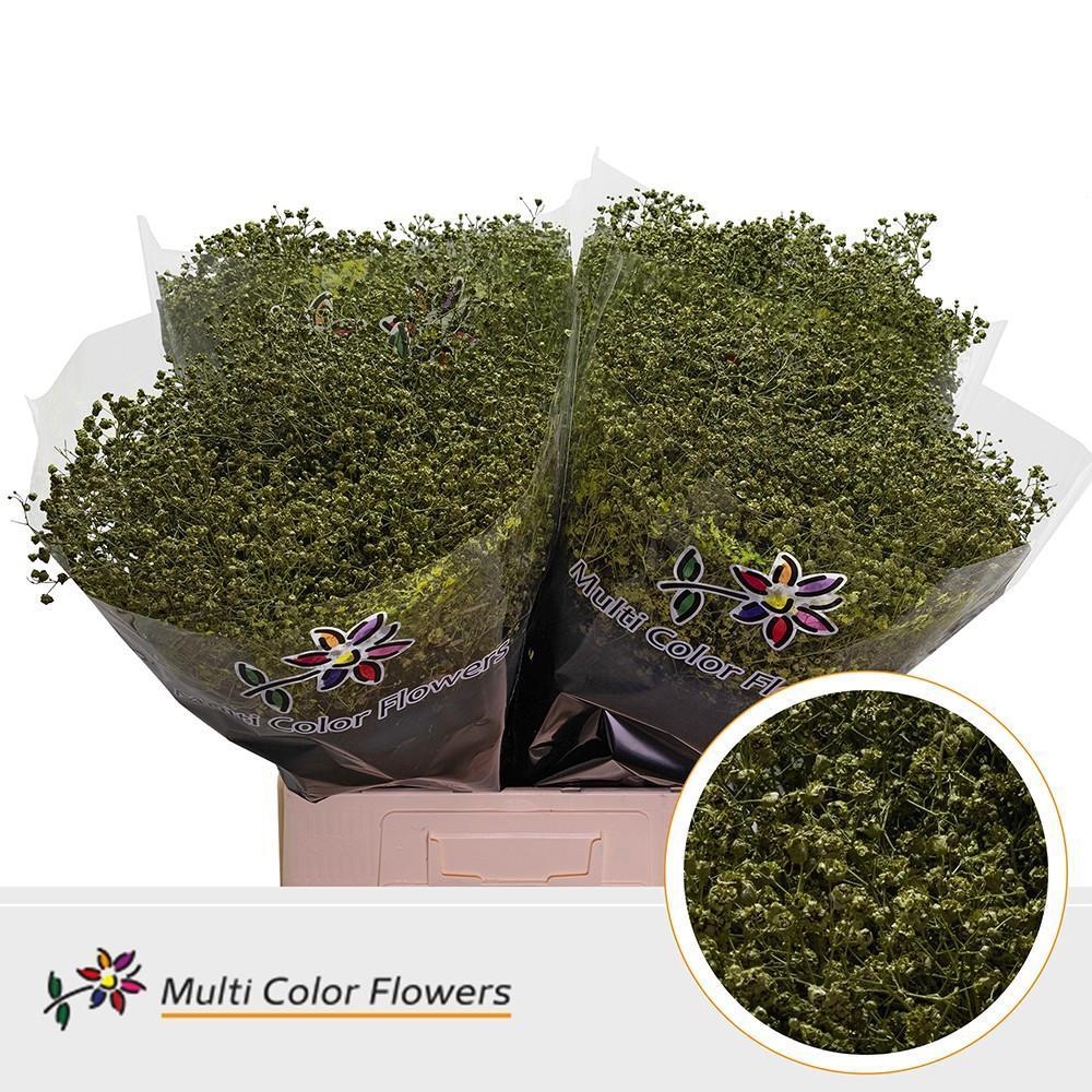 Срезанные цветы оптом Gyps large paint olive от 100шт из Голландии с доставкой по России