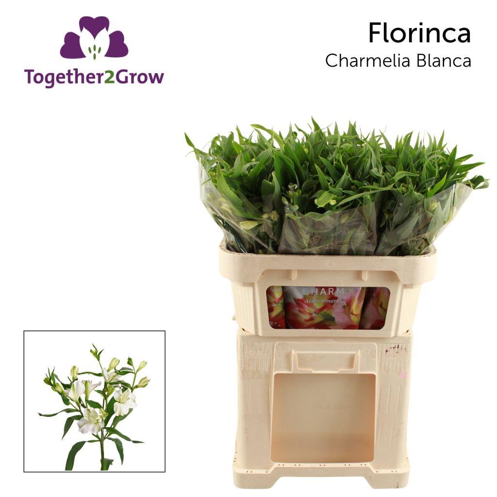 Срезанные цветы оптом Alstroemeria fl charmelia blanca от 80шт.. из Голландии с доставкой по России