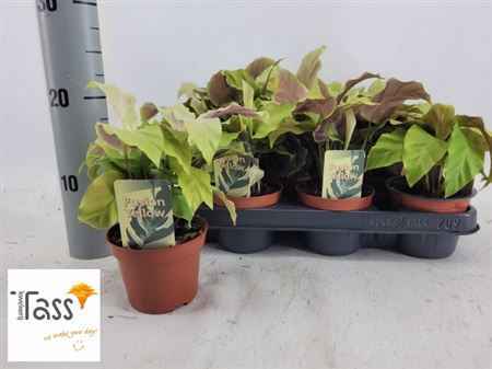 Горшечные цветы и растения оптом Calathea Fusion Yellow от 9шт из Голландии с доставкой по России