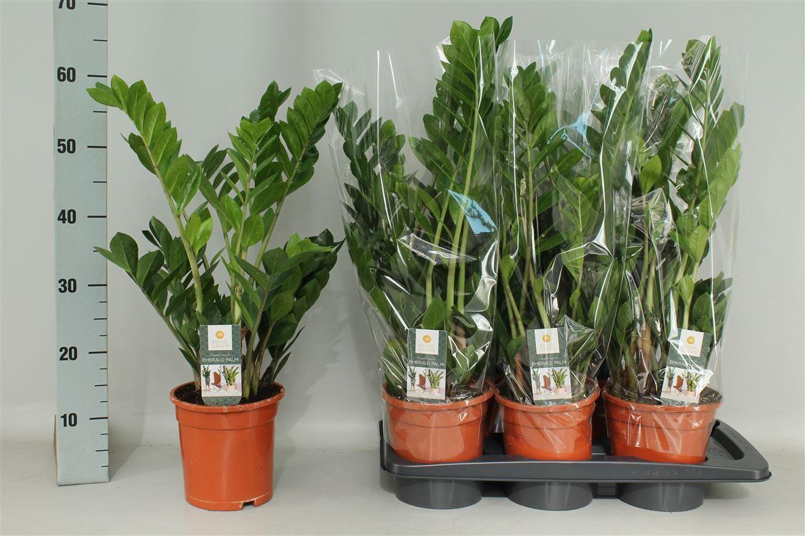 Горшечные цветы и растения оптом Zamioculcas 6+ от 6шт из Голландии с доставкой по России