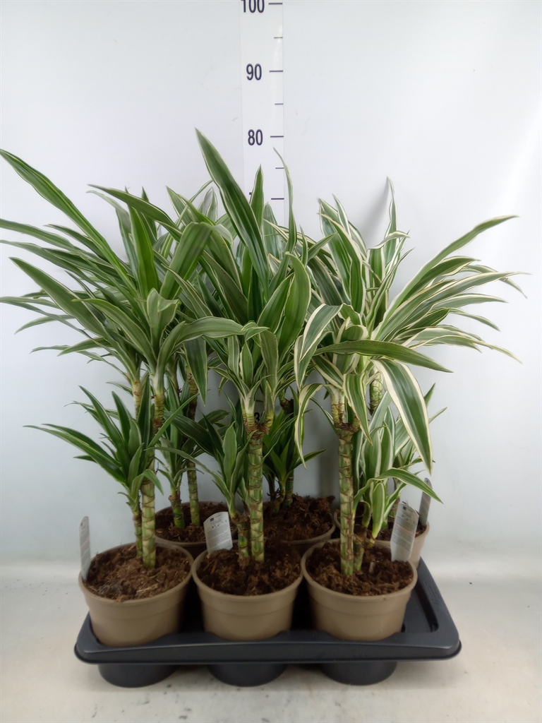 Горшечные цветы и растения оптом Dracaena Fr De   ...mix от 6шт из Голландии с доставкой по России