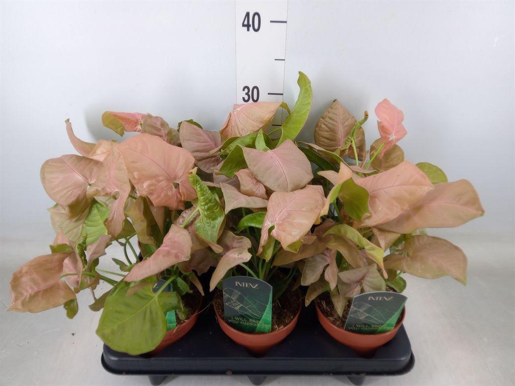 Горшечные цветы и растения оптом Syngonium Podop. от 6шт из Голландии с доставкой по России