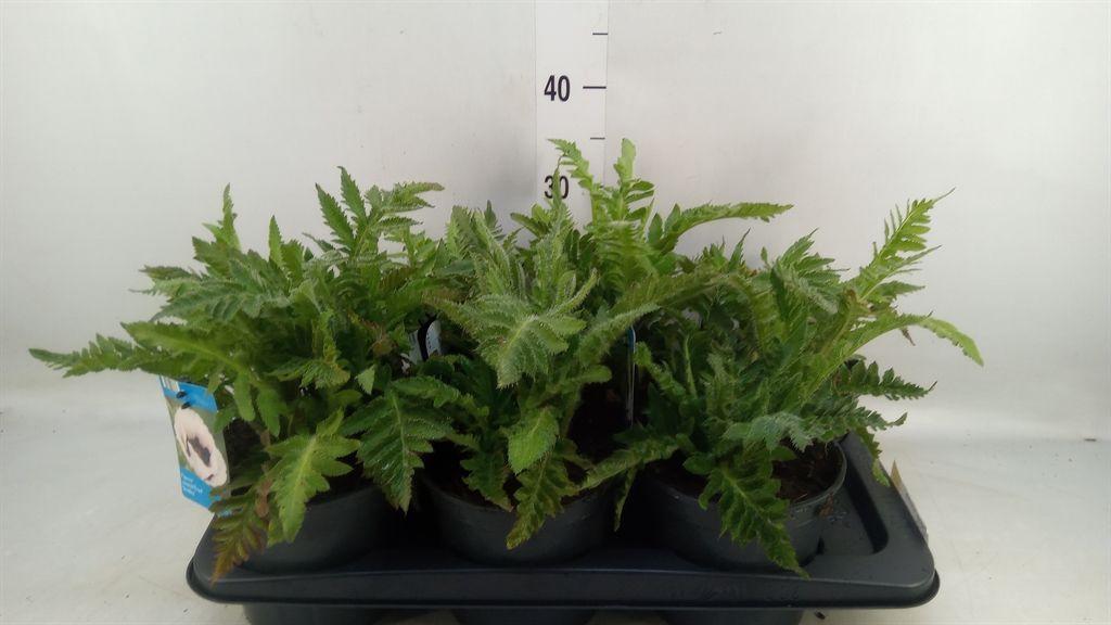 Горшечные цветы и растения оптом Papaver Orientale от 6шт из Голландии с доставкой по России
