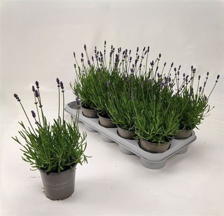 Горшечные цветы и растения оптом Lavendel Essence Purple от 10шт из Голландии с доставкой по России