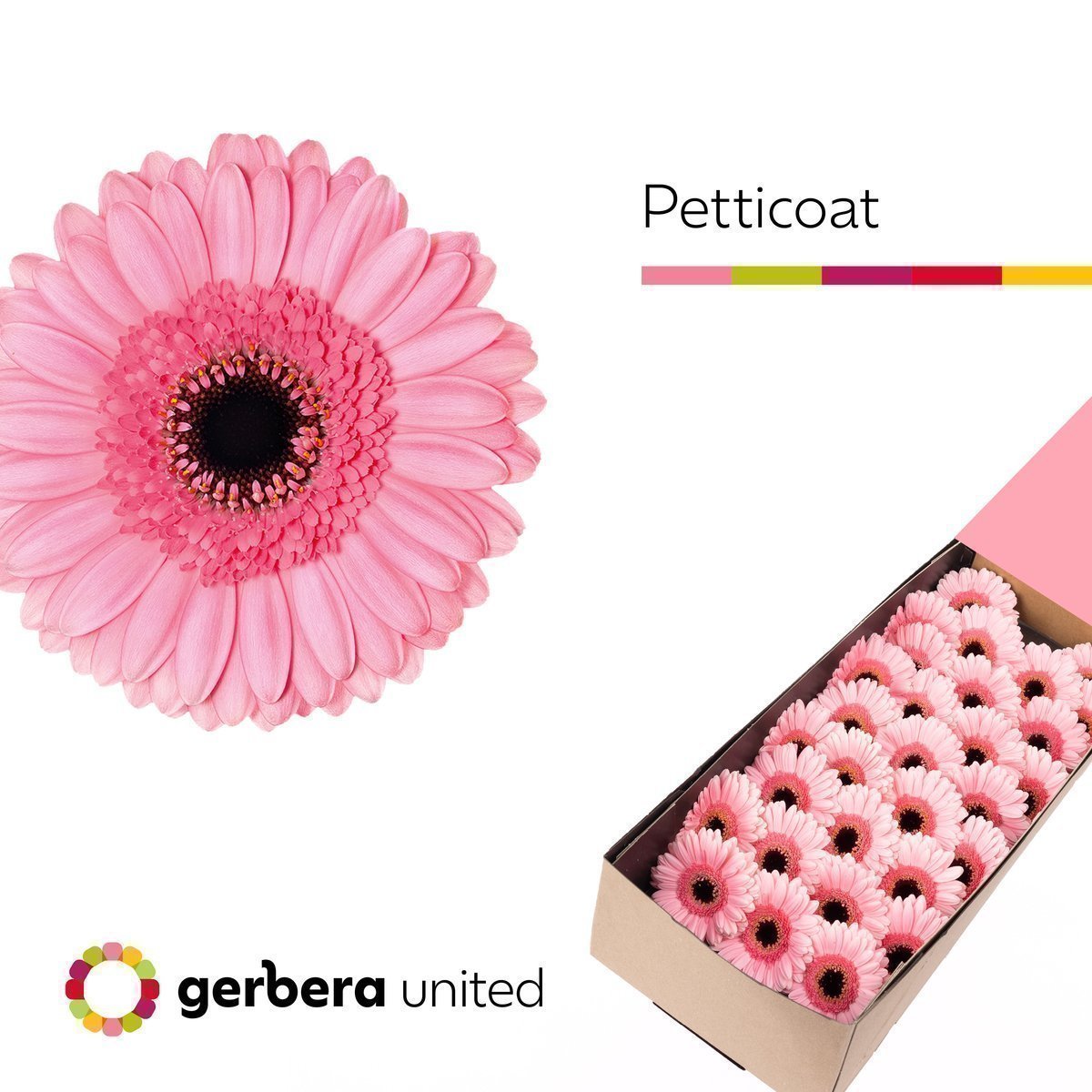 Срезанные цветы оптом Germini petticoat от 60шт из Голландии с доставкой по России