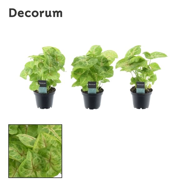 Горшечные цветы и растения оптом Syngonium Golden (decorum) от 16шт из Голландии с доставкой по России