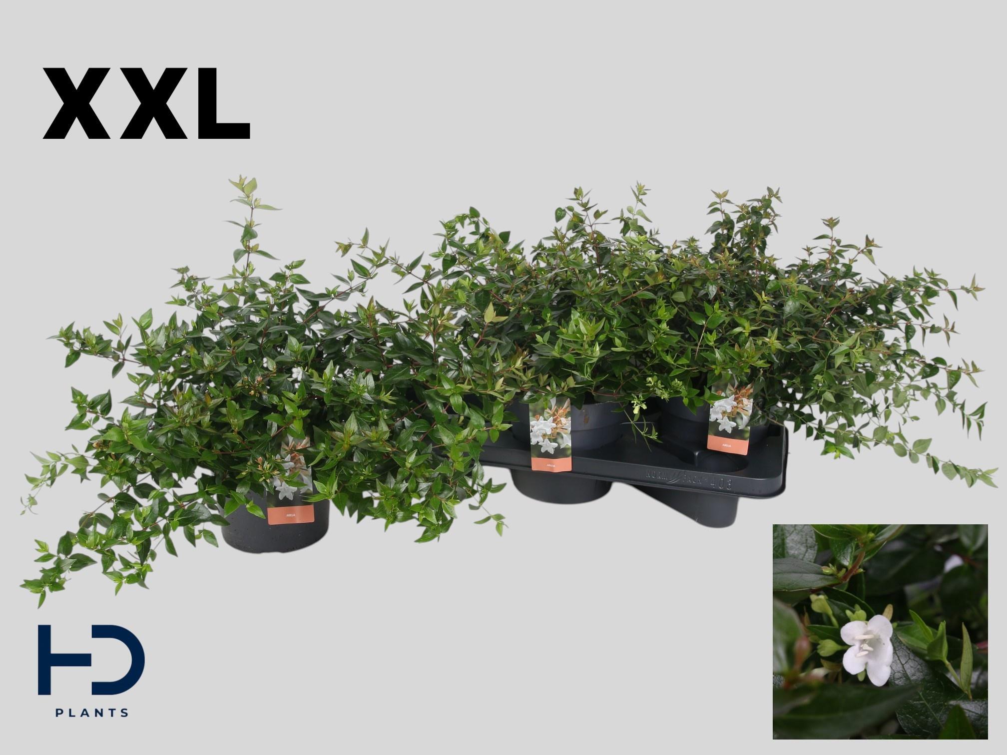 Горшечные цветы и растения оптом Abel Grandiflora от 3шт из Голландии с доставкой по России