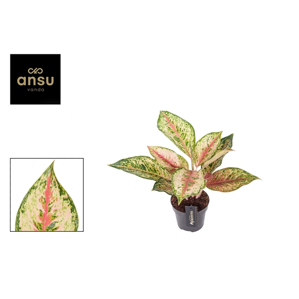 Горшечные цветы и растения оптом Aglaonema Painted Celebration от 6шт из Голландии с доставкой по России