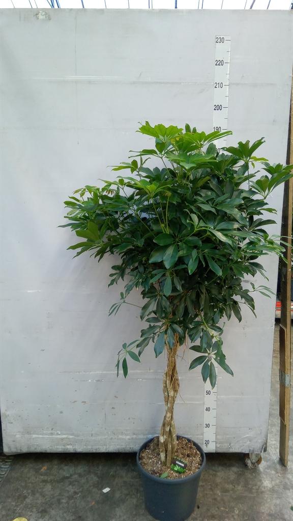 Горшечные цветы и растения оптом Schefflera Arbor. compacta от 1шт из Голландии с доставкой по России