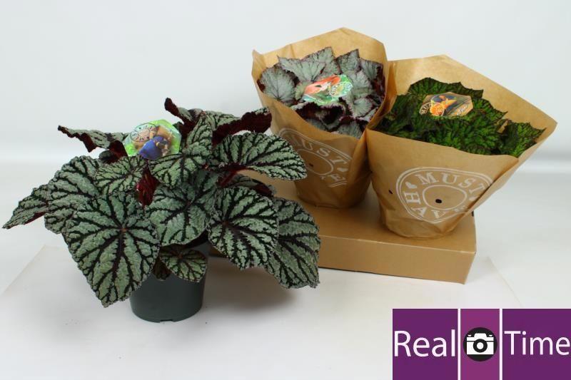 Горшечные цветы и растения оптом Beg Bel Gem от 3шт (для телеги) из Голландии с доставкой по России