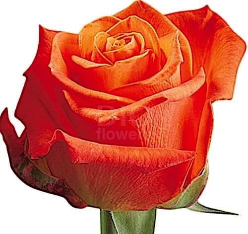 Розы оптом ORANGE CRUSH из Эквадора с доставкой по России