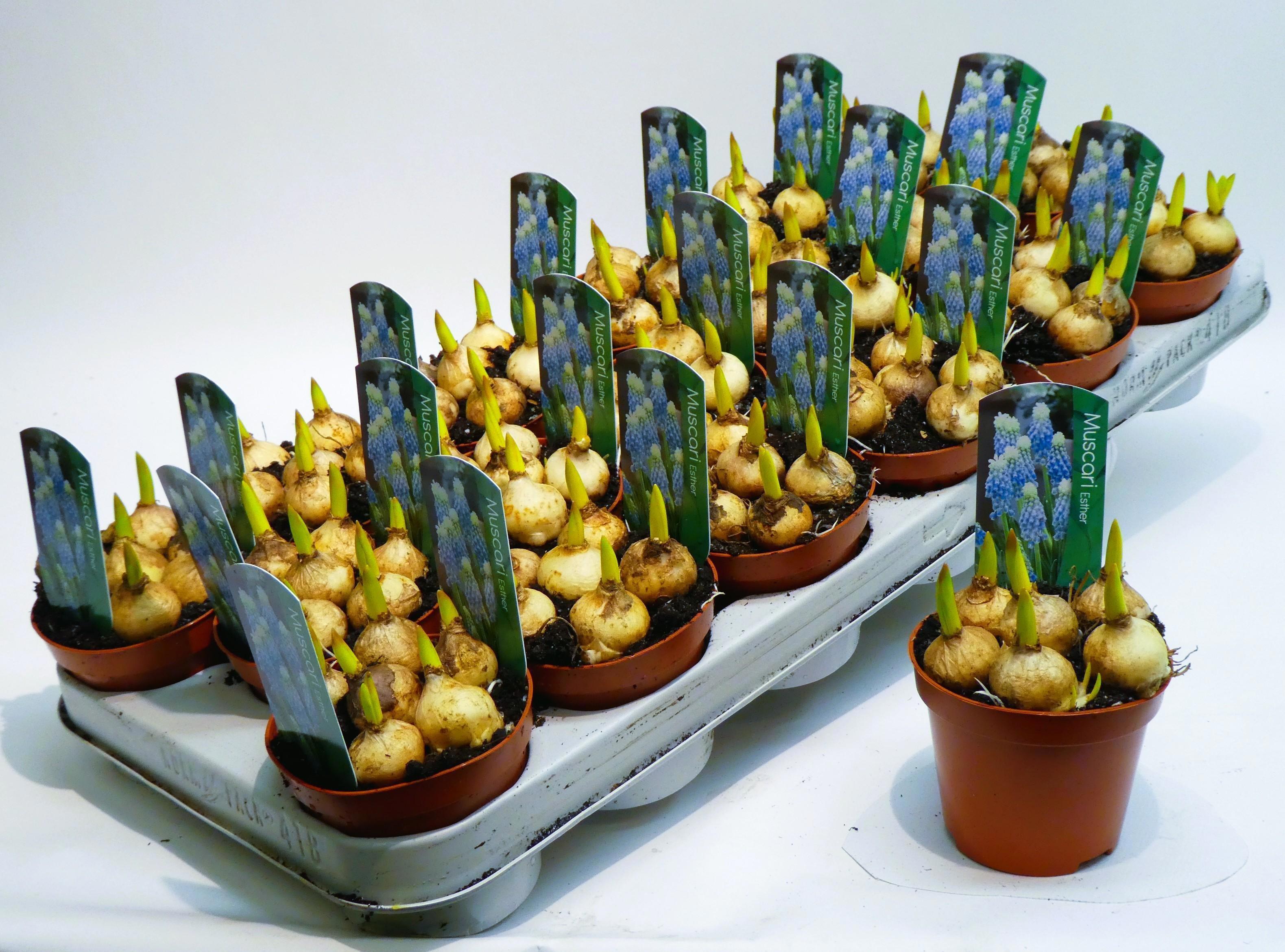 Горшечные цветы и растения оптом Muscari Blue Magic от 18шт (для телеги) из Голландии с доставкой по России