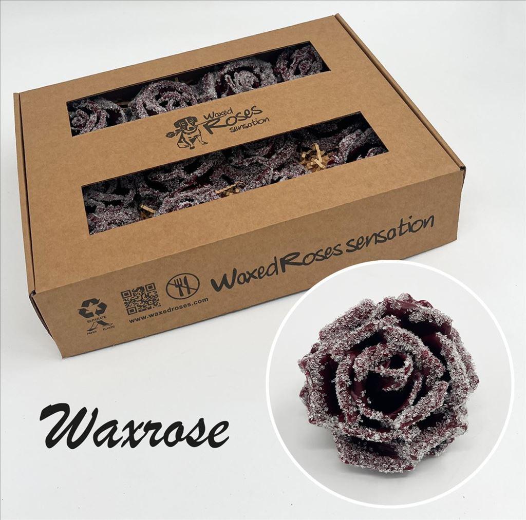 Срезанные цветы оптом Rosa large silk wax icy burgundy от 12шт из Голландии с доставкой по России