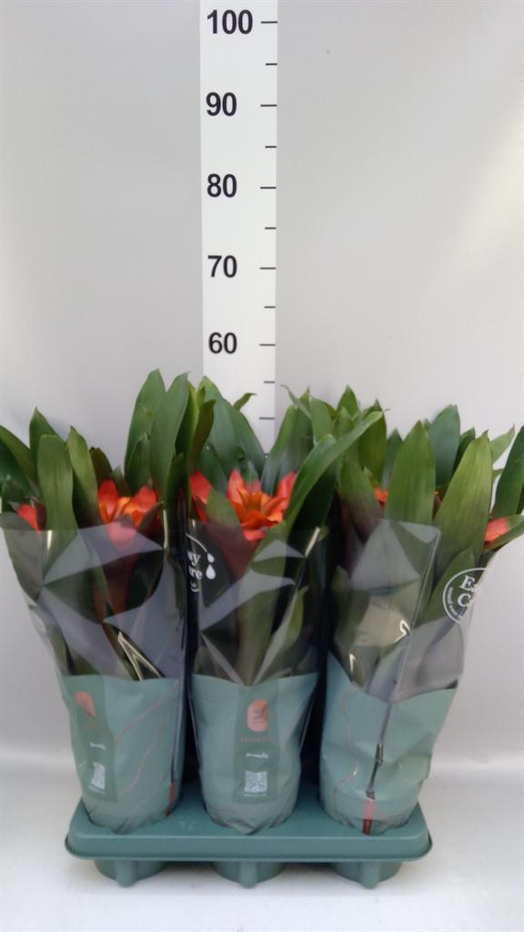 Горшечные цветы и растения оптом Guzmania fiero Orange от 6шт из Голландии с доставкой по России