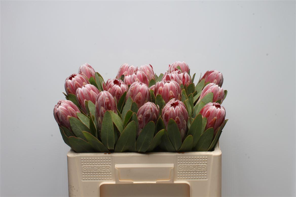 Срезанные цветы оптом Protea carnival от 20шт из Голландии с доставкой по России