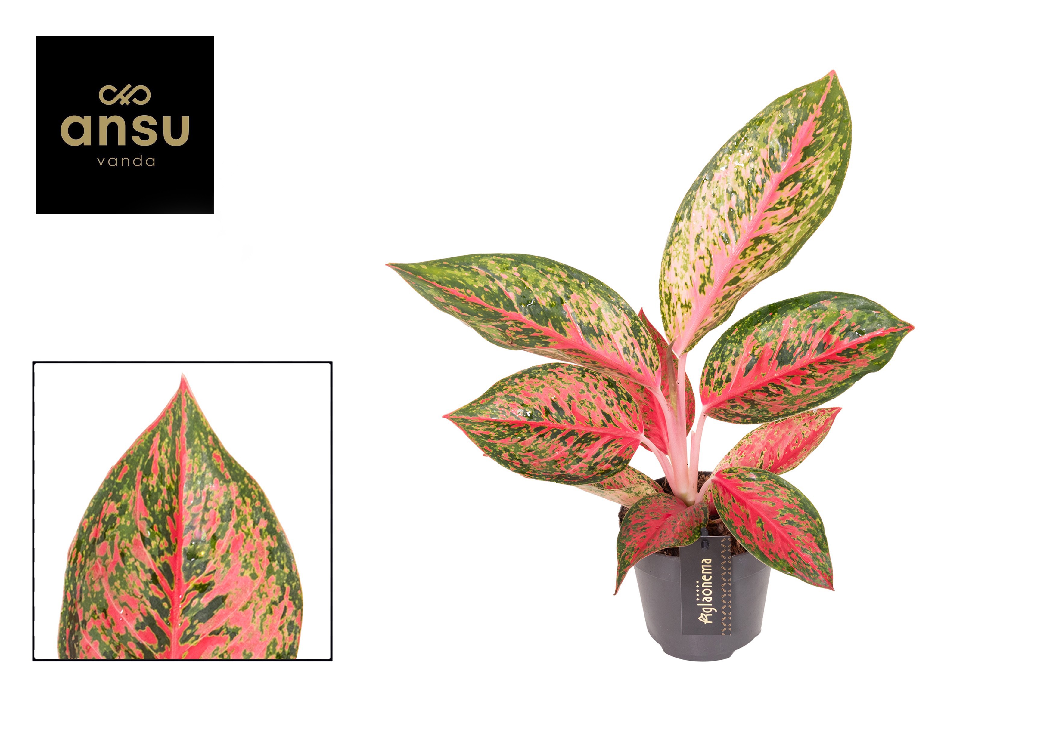Горшечные цветы и растения оптом Aglaonema Lychee Red от 6шт из Голландии с доставкой по России
