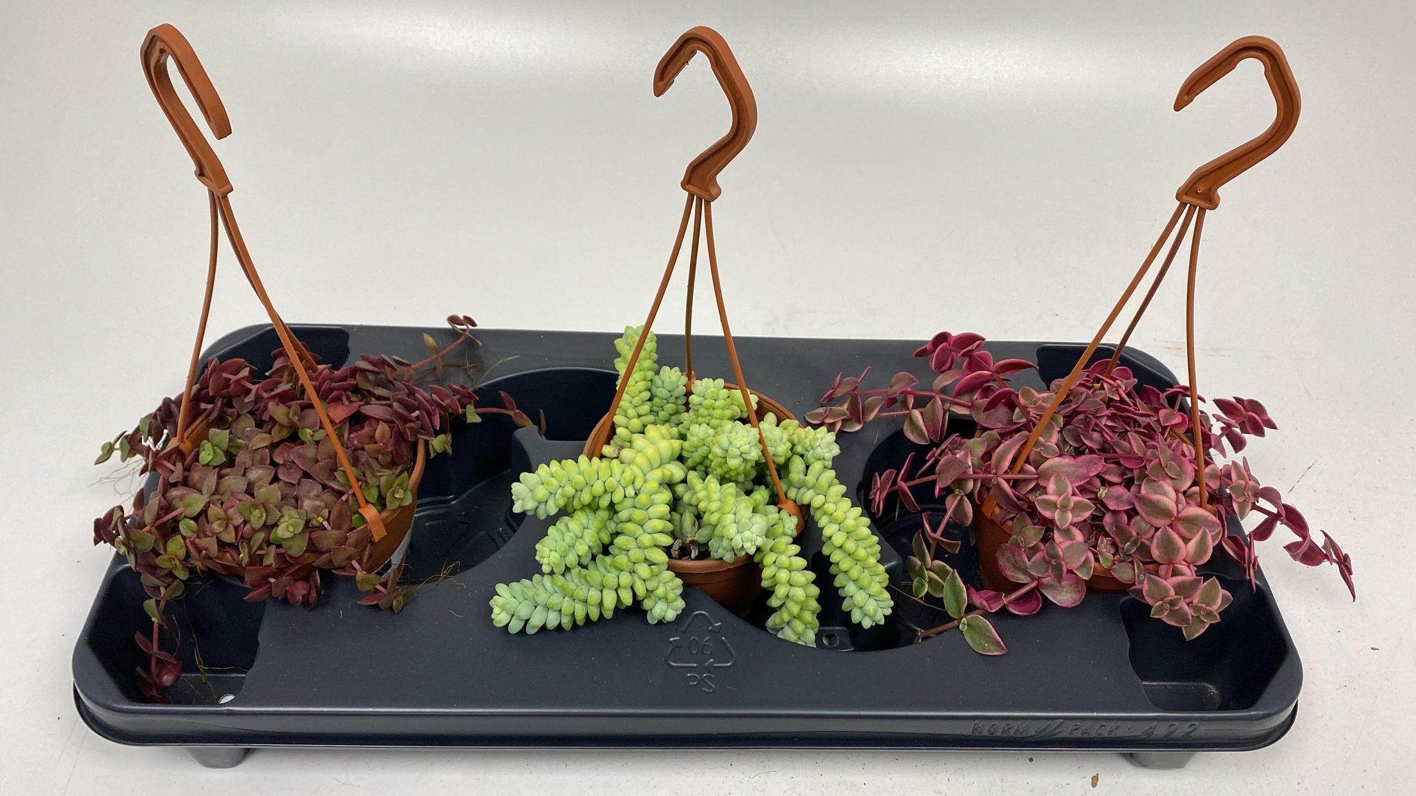 Горшечные цветы и растения оптом Crass Marginalis от 3шт из Голландии с доставкой по России