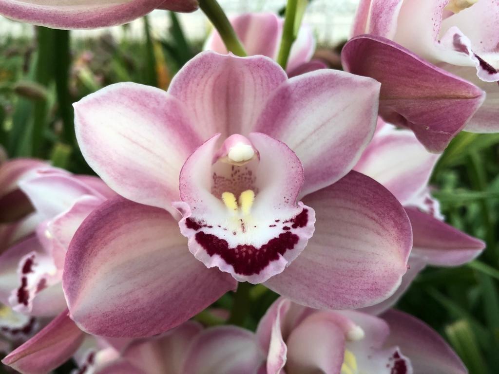 Срезанные цветы оптом Minicymbidium riaad от 8шт из Голландии с доставкой по России