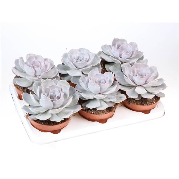 Горшечные цветы и растения оптом Echeveria Lilacina от 6шт из Голландии с доставкой по России