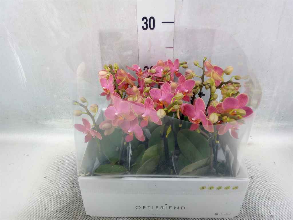 Горшечные цветы и растения оптом Phalaenopsis Multi.   ...orange от 8шт из Голландии с доставкой по России