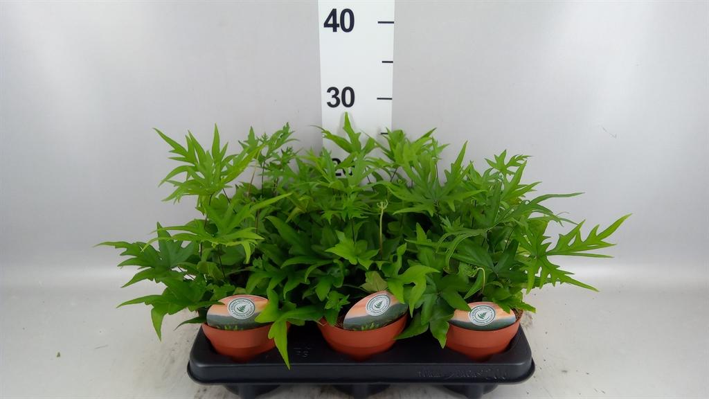 Горшечные цветы и растения оптом Doryopteris Pedata от 6шт из Голландии с доставкой по России