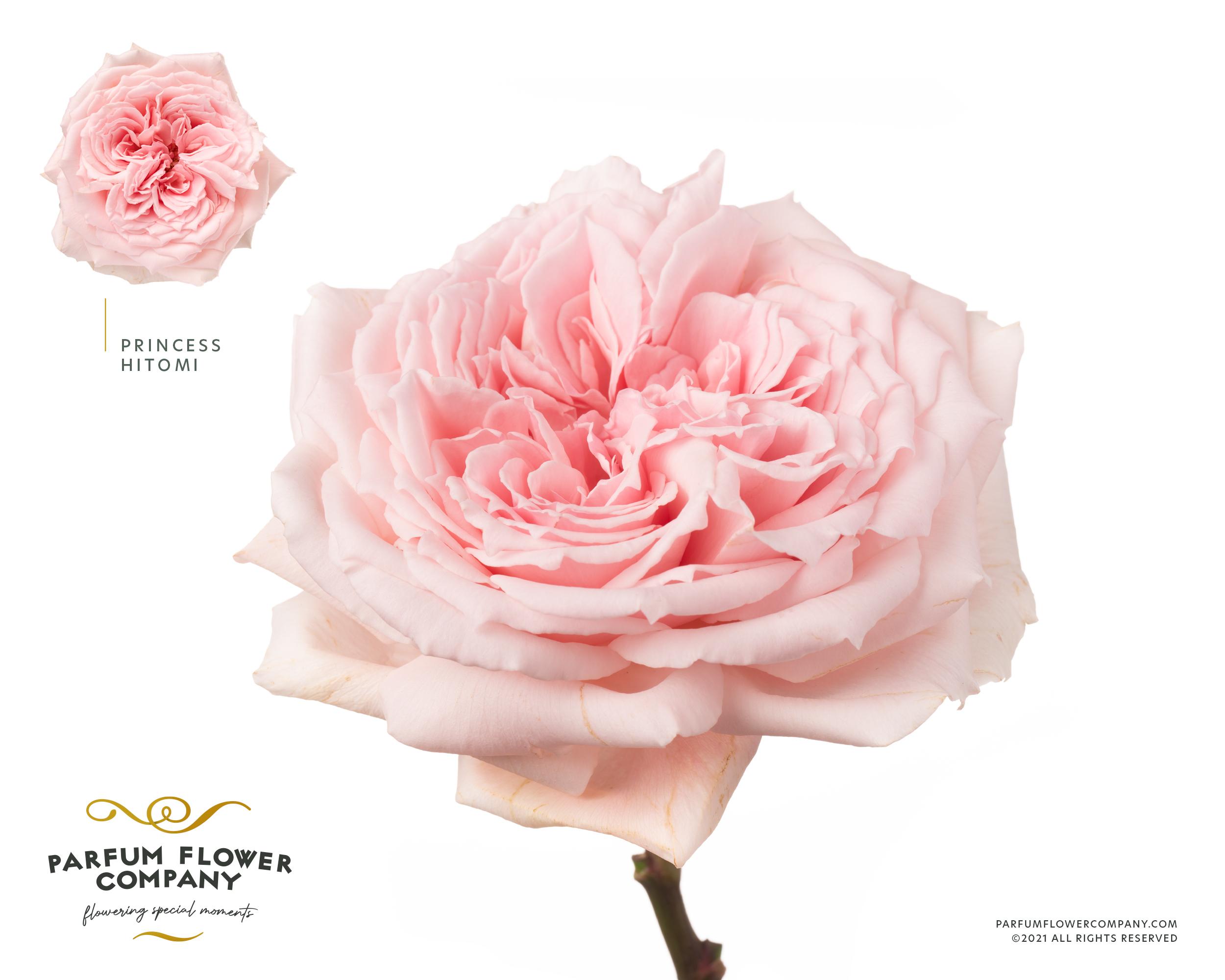 Срезанные цветы оптом Rosa garden princess hitomi от 24шт из Голландии с доставкой по России