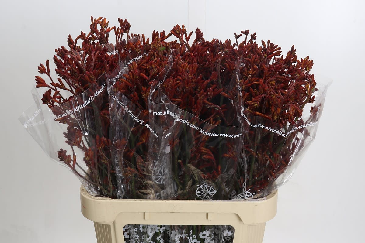 Срезанные цветы оптом Anigozanthos skippy morning sun от 80шт из Голландии с доставкой по России