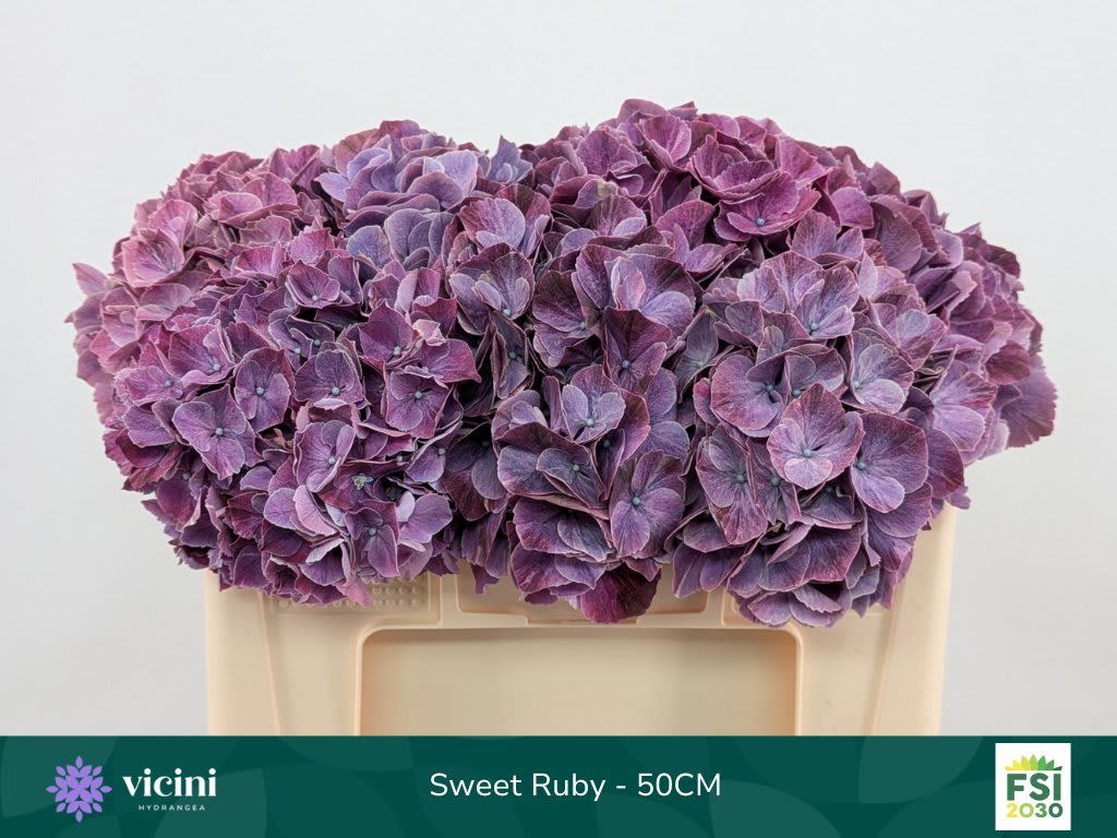 Срезанные цветы оптом Hydrangea mag sweet ruby от 10шт из Голландии с доставкой по России