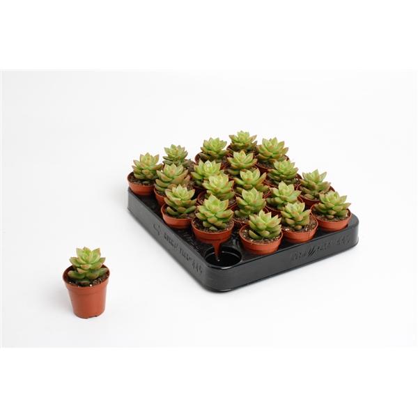 Горшечные цветы и растения оптом Sedum Nussbaumeriana от 20шт (для телеги) из Голландии с доставкой по России