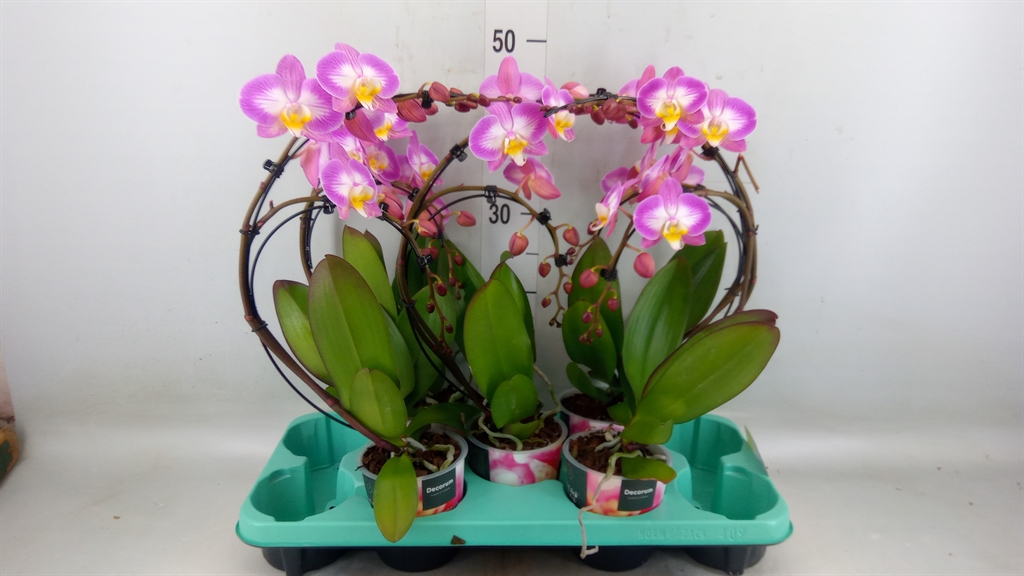 Горшечные цветы и растения оптом Phalaenopsis   ... от 5шт из Голландии с доставкой по России